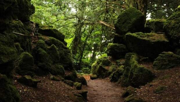 Загадочный Пазлвуд — лес, подаривший вдохновение самому Толкиену