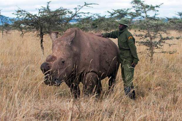4. Последний в мире белый носорог история, последние в мире, факты
