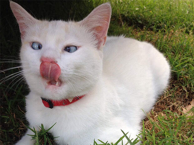 23 феноменально нефотогеничных котика, которые чихать хотели на красоту