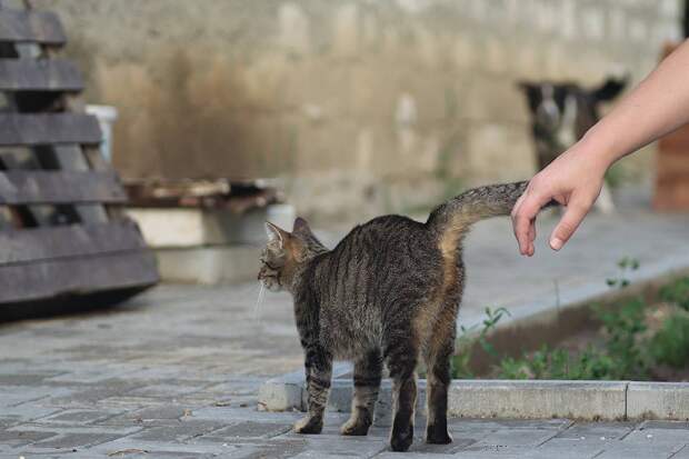 Россиянин расправился с котом на глазах у четырехлетнего сына