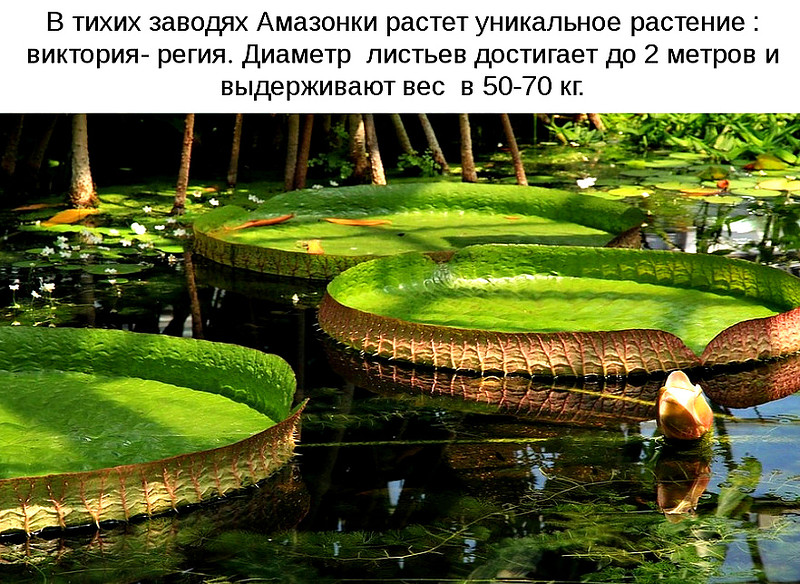 МИР ВОКРУГ. Амазонские джунгли - настоящий магнит для экстремалов