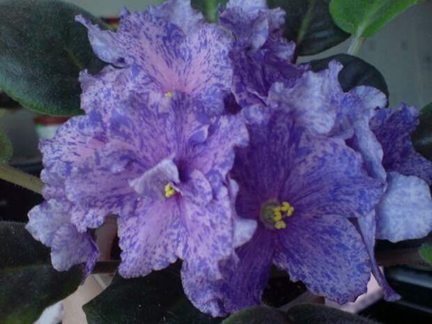 Пышное цветение фиалки