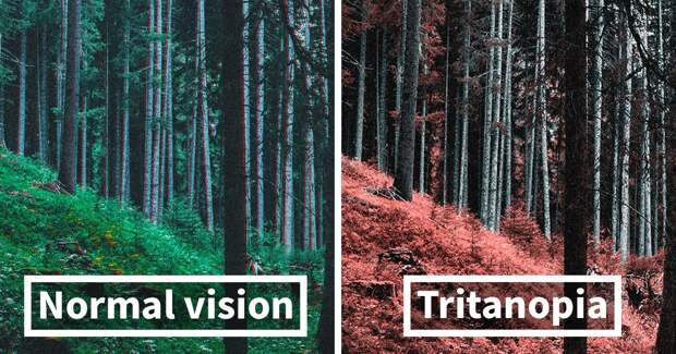 Here’s How Colorblind People With Tritanopia See The World