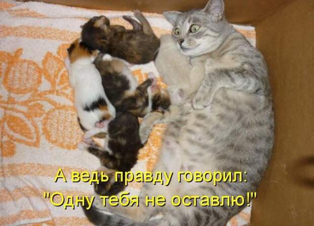 Лучшие котоматрицы недели