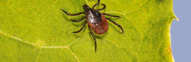 Алматинцам рассказали, как уберечься от укусов клещей