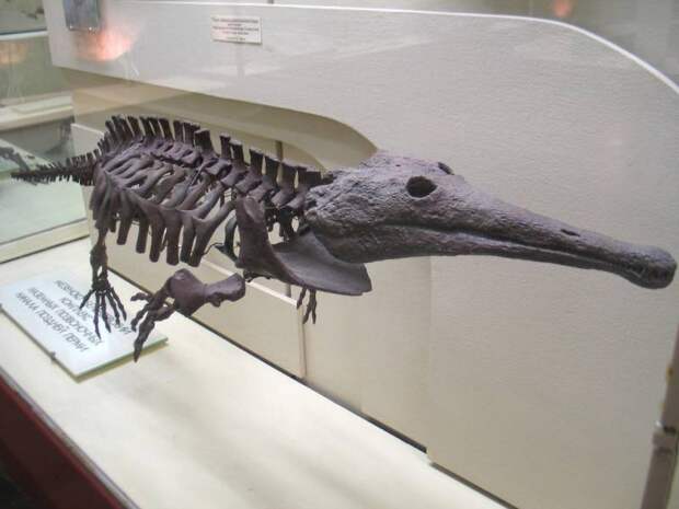 Платиопозавр  (лат. Platyoposaurus) 