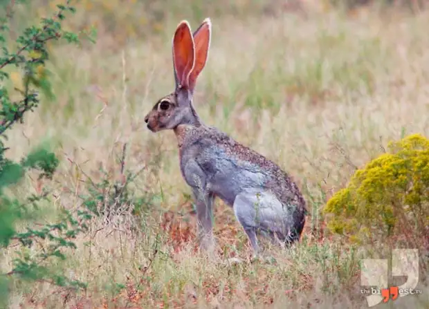 Lepus alleni. CC0