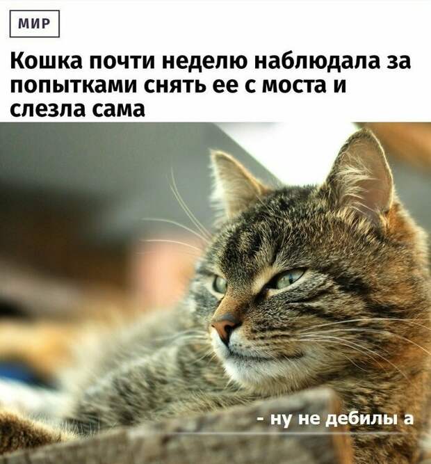 Креативные новостные заголовки на грани кликбейта Креативные новостные заголовки на грани кликбейта газеты, заголовки, мастер пера 80 лвл, пресса, скриншоты, смешно, статьи, юмор