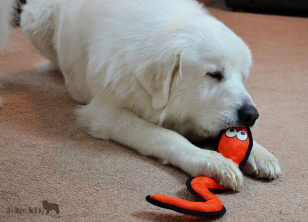 Great Pyrenees and Ruff and Tuff Toy