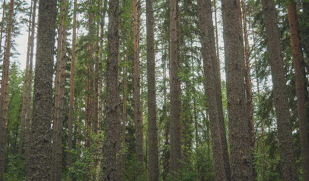 Возле омского санатория «Коммунальник» начались рубки соснового леса