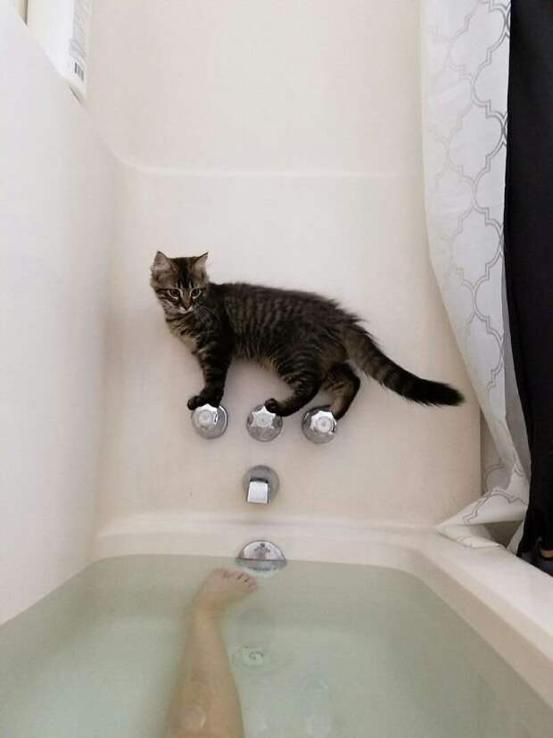 Коты, при виде которых невозможно не смеяться