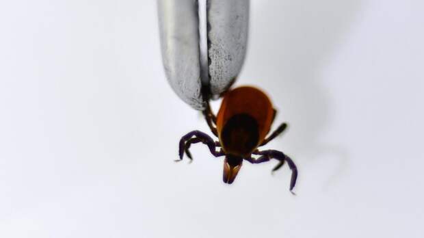 РИА Новости: клещевым энцефалитом можно заразиться без укуса