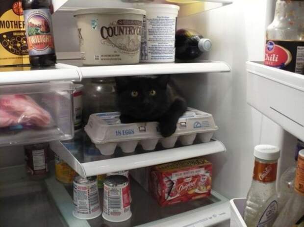 catfridge25 Коты в холодильниках