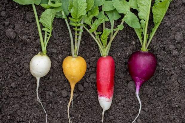 Необычные овощи, которые стоит вырастить в этом году