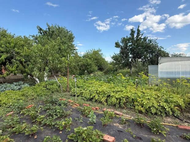 Весной сыплю это в щели между плиткой: соседи в шоке, а у меня на участке ни травинки до самой осени