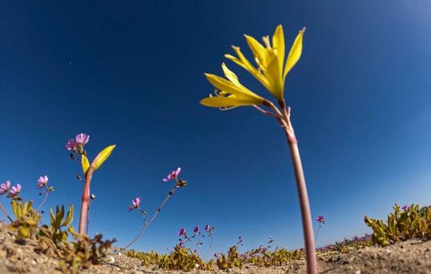 Пустыня Атакама покрыта большим разнообразием цветов