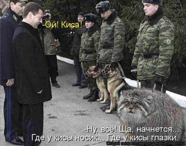 Котоматрицы(картинки с надписями)