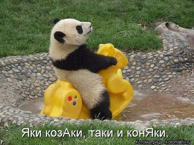 Лучшие котоматрицы недели Лучшие котоматрицы недели