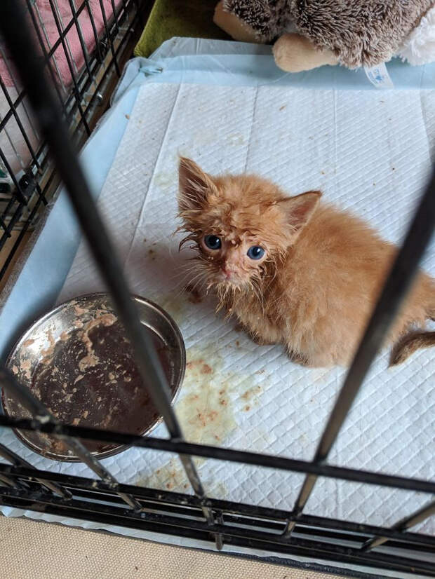 Милые испачканные едой мордочки котят и котиков
