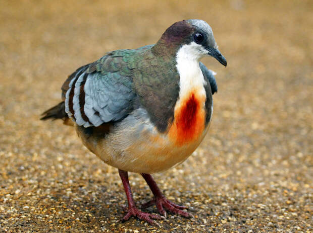 Загадка эволюции: для чего природа наградила голубей «кровавыми пятнами» 