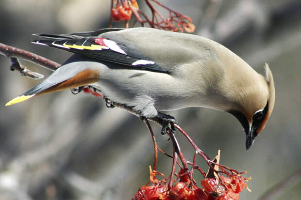 Биолог Квартальнов: в Москве чаще всего травмируются свиристели
