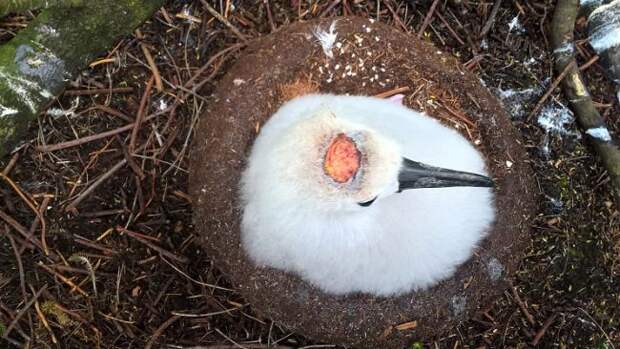 На острове Гоф мыши пожирают альбатросов живьем