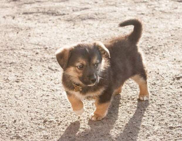 Кошатина+псятина позитивная, просто так полюбоваться Кошатина+псятина позитивная, просто так полюбоваться