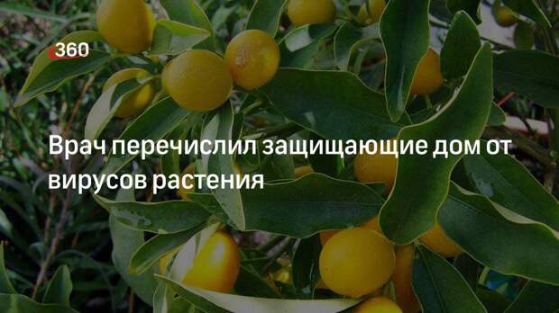 Врач Асанов: цитрусовые и хвойные растения могут защитить дом от вирусов
