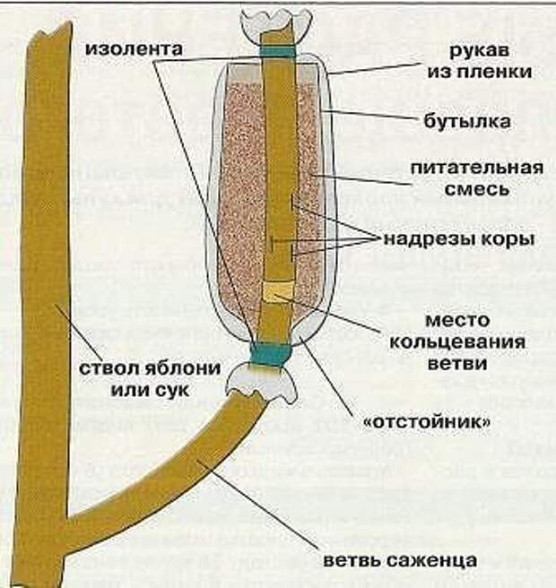 Уникальный способ размножения деревьев и кустарников.