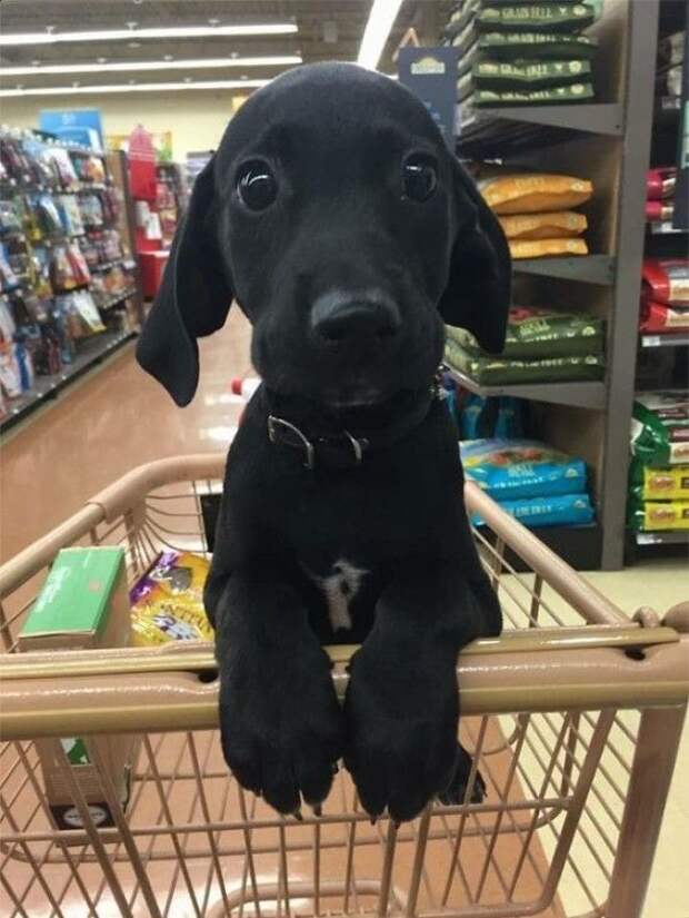 Time To Go Shopping! Time To Go Shopping!