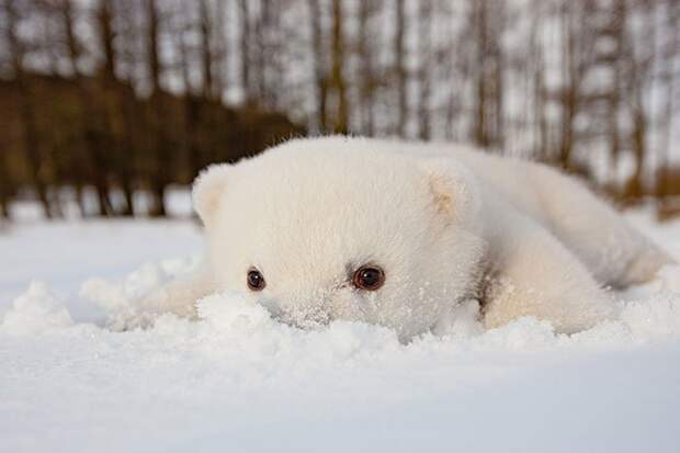 животные впервые в жизни видят снег (3)