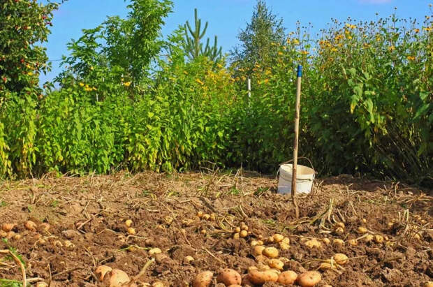 Экономист Астафьева рассказала, какие дачи покупают чаще всего в 2026 году