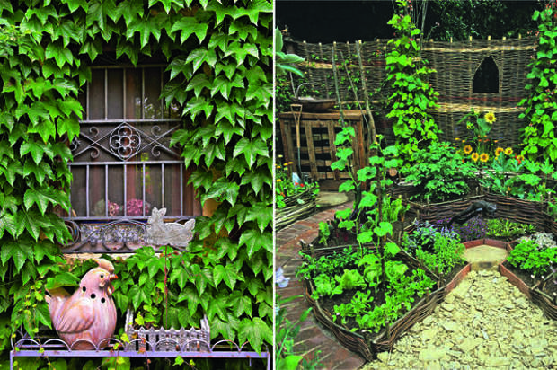 Слева: девичий виноград подарит фасаду плотный &amp;laquo;плащ&amp;raquo;. Справа: грядки сделайте одновременно и декоративными, и практичными.