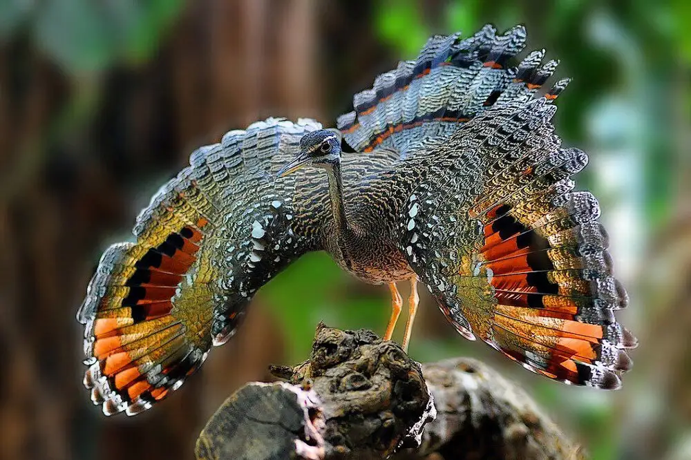 Удивительный мир видео. Королевский венценосный мухоед. Амазонский венценосный мухоед. Солнечная цапля (Eurypyga Helias). Амазонский венценосный мухоед гнездо.