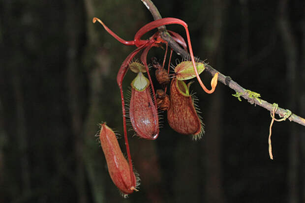 Хищные растения острова Борнео Борнео, непентес, плотоядные, расстения, тропики