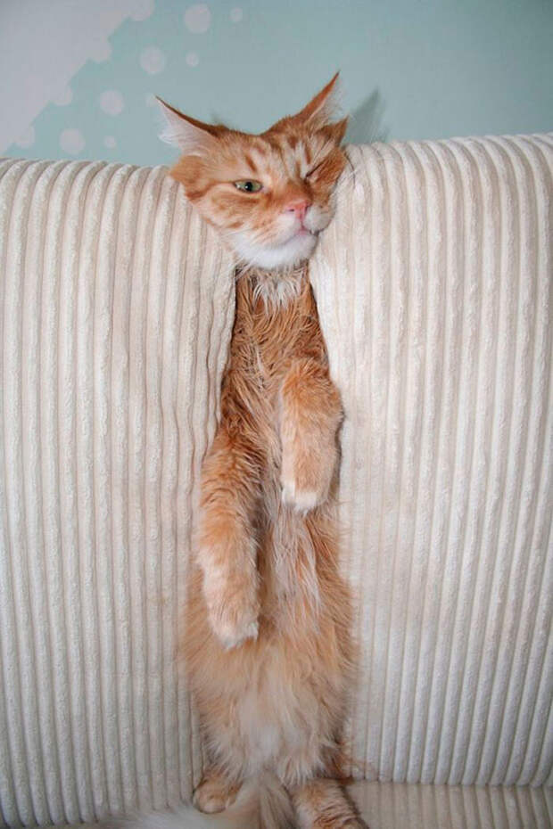Неожиданные и странные места, в которых можно обнаружить котиков