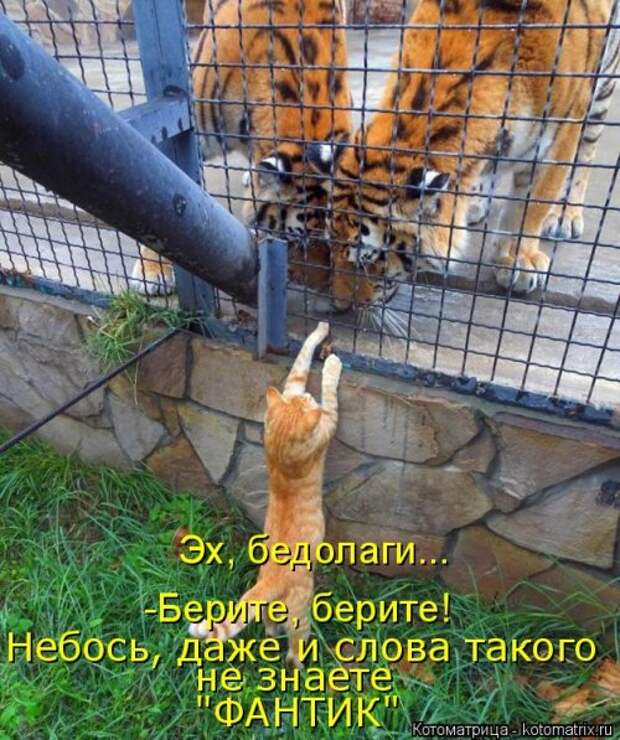 Новая и прикольная котоматрица на 22 сентября (29 фото)