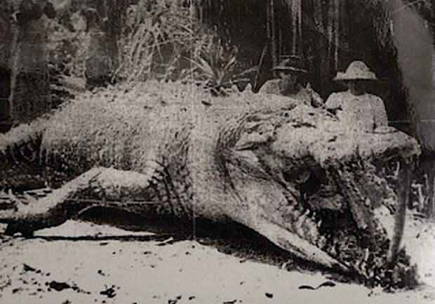 Крокодил Крис "Король саванны" и его убийцы. Австралия, июль 1957 года. история, факты, фото