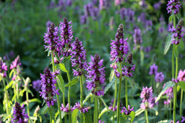 Буквица лекарственная (Betonica officinalis)