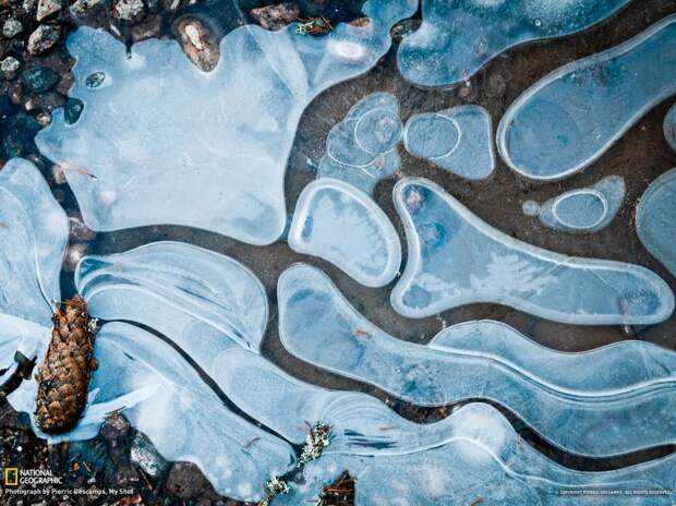 natgeowllpprs13 990x742 Обои для рабочего стола от National Geographic за апрель 2013