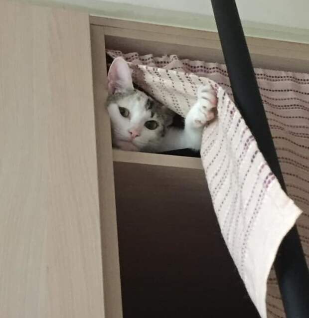 Ситуации, которые показывают, что это кошки заводят нас, а не мы их