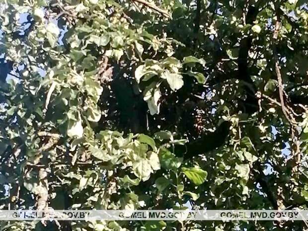 Фото: УВД Гомельского облисполкома