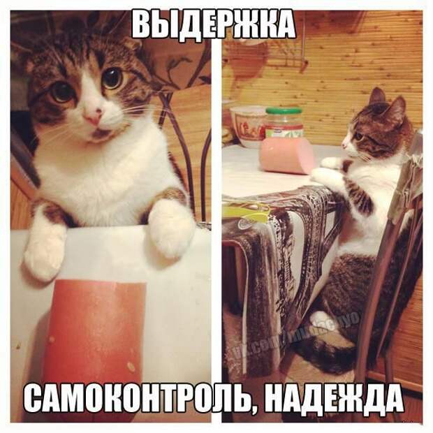 Картинки с забавными подписями