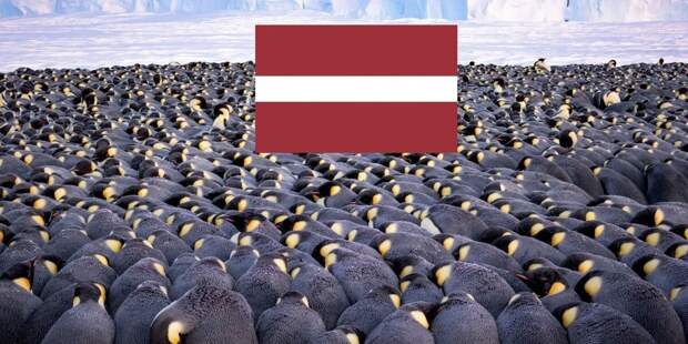 В Латвии советуют людям греться в стиле пингвинов