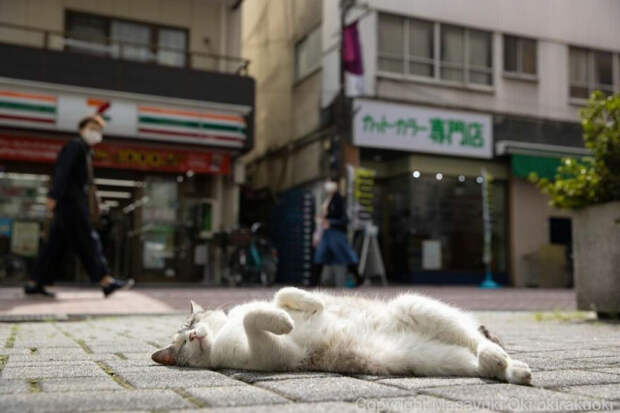 Кошки и в Японии кошки