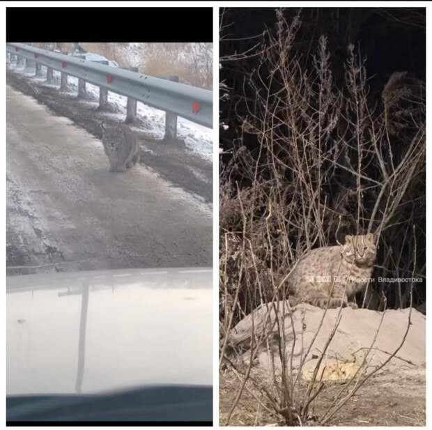 Пушистый лесной кот и грустная рысь напугали жителей Приморья