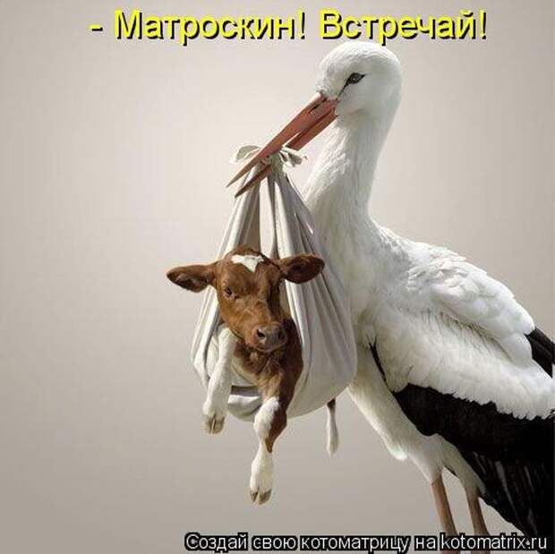 Лучшие котоматрицы недели Лучшие котоматрицы недели