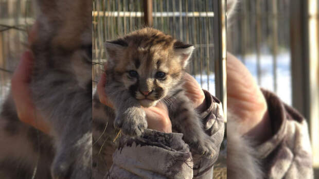 В барнаульском зоопарке показали секретного котенка пумы, отцом которого был умерший Рони