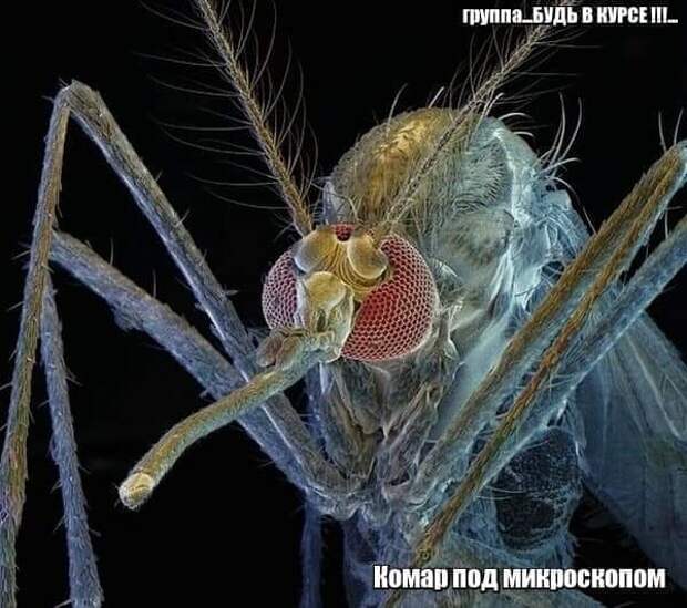 Ученные, при увеличении в 400 000 раз изучили под электронным микроскопом комара