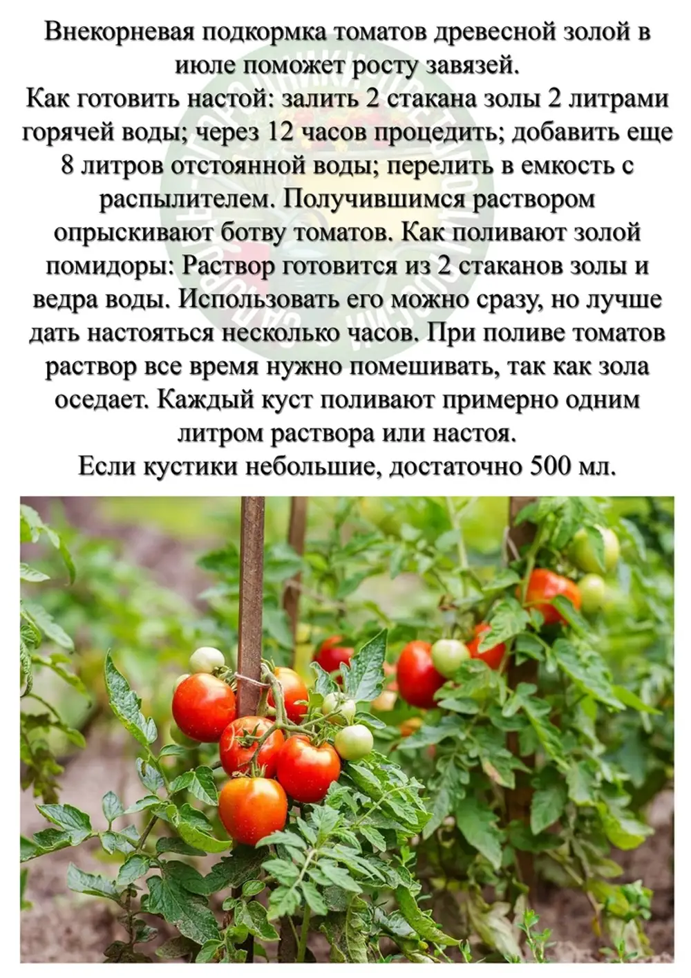 Подкормка томатов золой